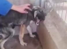 Poglej reakcijo zlorabljenega psa, ko spozna da je rešen